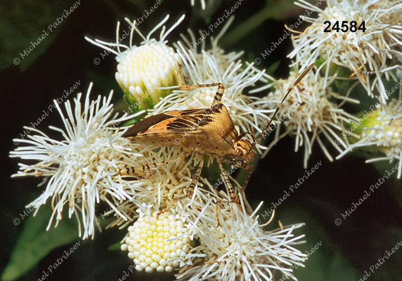 Spot-sided Coreid (Hypselonotus punctiventris)